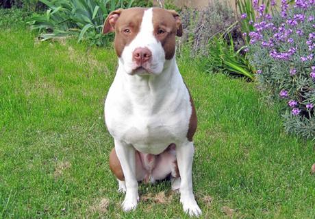 Características físicas del Pitbull terrier