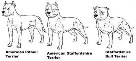 Características físicas del Pitbull terrier