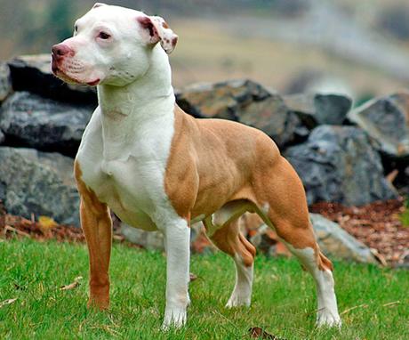 Características físicas del Pitbull terrier