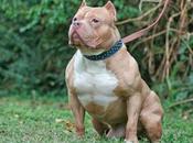 Cómo alimentar perro Pitbull