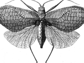 Jaque ideas: presente hipótesis cibernética