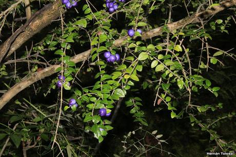 Espino azul (Rhaphithamnus spinosus)