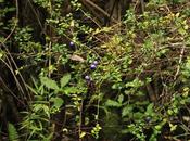 Espino azul (Rhaphithamnus spinosus)