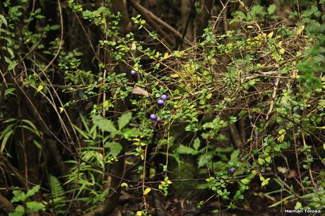 Espino azul (Rhaphithamnus spinosus)