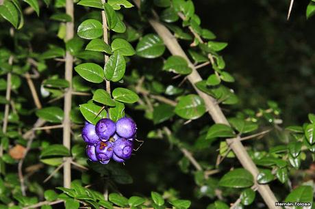 Espino azul (Rhaphithamnus spinosus)