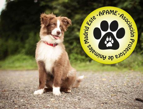 Hoy conocemos a APAME, la Asociación Protectora de Animales Madrid Este Hoy conocemos a APAME, la Asociación Protectora de Animales Madrid Este