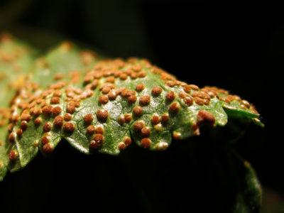 Enfermedades más comunes que presentan las plantas.