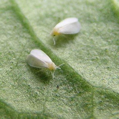 Enfermedades más comunes que presentan las plantas.