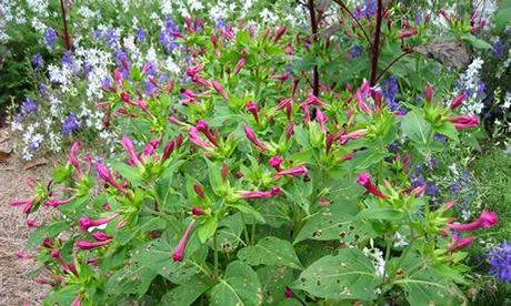 fotos planta Don diego de Noche