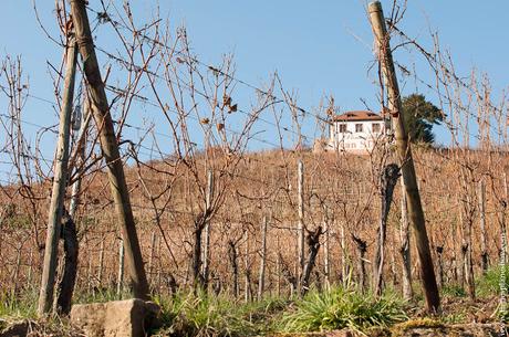 Ribeauville viñedos Alsacia