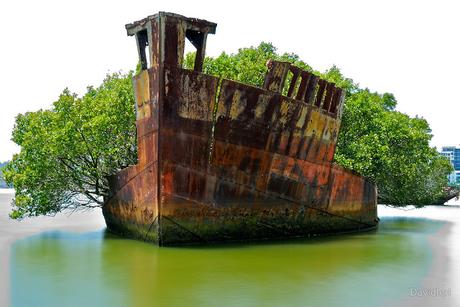 ARQUITECTURAS OLVIDADAS: SS AYRFIELD, EL BOSQUE FLOTANTE ARQUITECTURAS OLVIDADAS: SS AYRFIELD, EL BOSQUE FLOTANTE