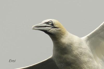 PELÁGICAS DESDE SANTOÑA (15/10/17)