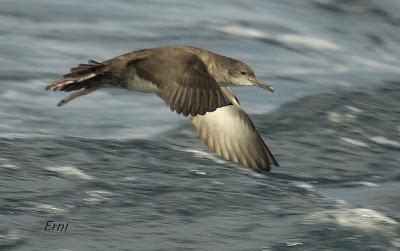 PELÁGICAS DESDE SANTOÑA (15/10/17)
