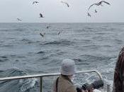 Pelágicas desde santoña (15/10/17)