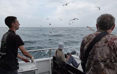 PELÁGICAS DESDE SANTOÑA (15/10/17)