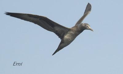 PELÁGICAS DESDE SANTOÑA (15/10/17)