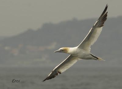 PELÁGICAS DESDE SANTOÑA (15/10/17)