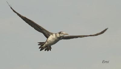 PELÁGICAS DESDE SANTOÑA (15/10/17)