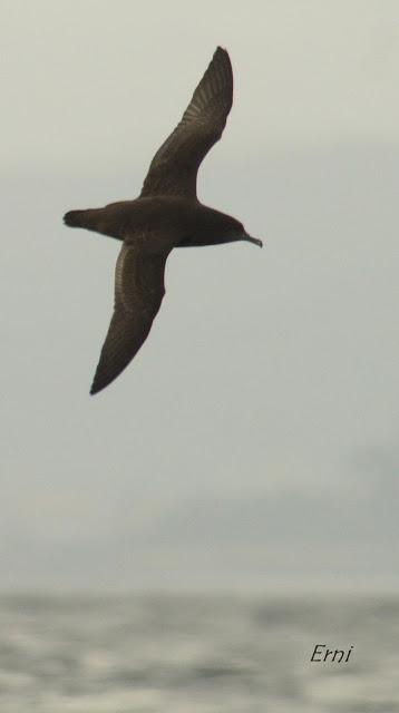 PELÁGICAS DESDE SANTOÑA (15/10/17)
