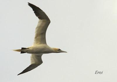 PELÁGICAS DESDE SANTOÑA (15/10/17)