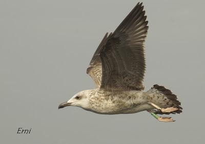 PELÁGICAS DESDE SANTOÑA (15/10/17)