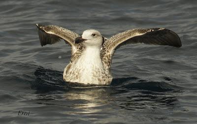 PELÁGICAS DESDE SANTOÑA (15/10/17)