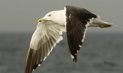 PELÁGICAS DESDE SANTOÑA (15/10/17)