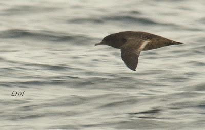 PELÁGICAS DESDE SANTOÑA (15/10/17)