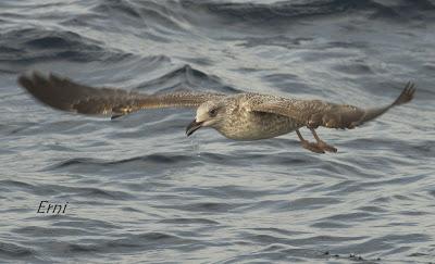 PELÁGICAS DESDE SANTOÑA (15/10/17)