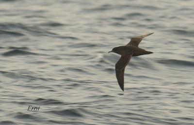 PELÁGICAS DESDE SANTOÑA (15/10/17)