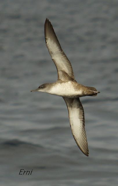 PELÁGICAS DESDE SANTOÑA (15/10/17)