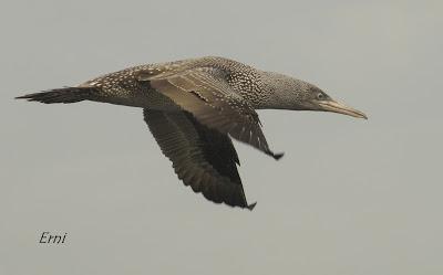 PELÁGICAS DESDE SANTOÑA (15/10/17)