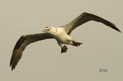 PELÁGICAS DESDE SANTOÑA (15/10/17)