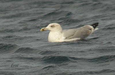 PELÁGICAS DESDE SANTOÑA (15/10/17)
