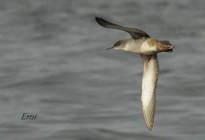 PELÁGICAS DESDE SANTOÑA (15/10/17)