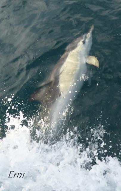 PELÁGICAS DESDE SANTOÑA (15/10/17)
