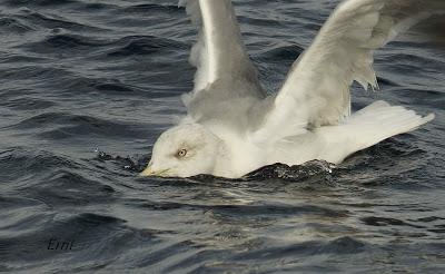 PELÁGICAS DESDE SANTOÑA (15/10/17)