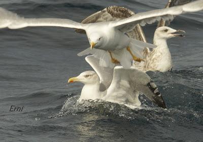 PELÁGICAS DESDE SANTOÑA (15/10/17)
