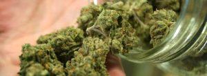 ¿La marihuana es adictiva? Puedes apostar tu Cheetos en la respuesta Beneficios y peligros de la marihuana médica: ¿deberíamos legalizarlo?