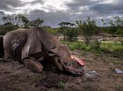 Impresionantes fotos ganadoras concurso anual vida silvestre 2017