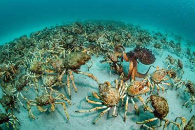 IMPRESIONANTES FOTOS GANADORAS CONCURSO ANUAL DE VIDA SILVESTRE 2017