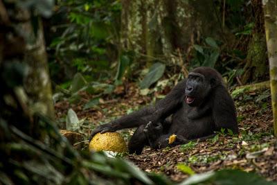 IMPRESIONANTES FOTOS GANADORAS CONCURSO ANUAL DE VIDA SILVESTRE 2017