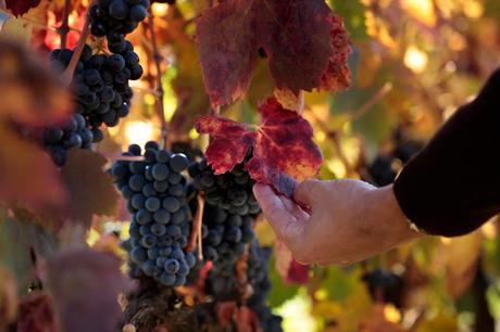 Escapada recomendable: La Rioja en época de vendimia Escapada recomendable: La Rioja en época de vendimia