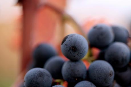 Escapada recomendable: La Rioja en época de vendimia Escapada recomendable: La Rioja en época de vendimia