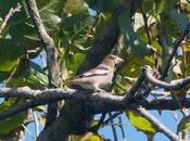 Picogordos Bañugues
