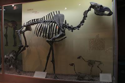 Paleoficha: Titanotylopus nebraskensis Paleoficha: Titanotylopus nebraskensis