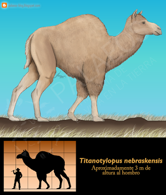 Paleoficha: Titanotylopus nebraskensis Paleoficha: Titanotylopus nebraskensis