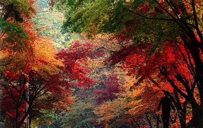 El otoño se apodera de los bosques coreanos El otoño se apodera de los bosques coreanos