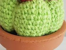 Cactus nomi