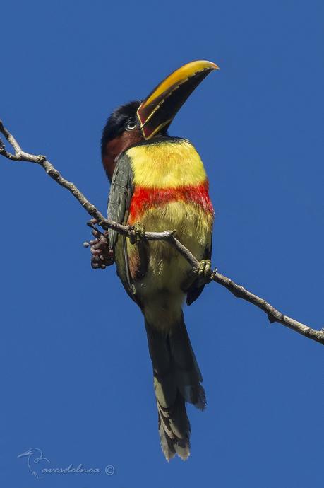 Arasarí fajado (Chestnut-eared Aracari) Pteroglossus castanotis